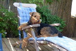 Photo Airedale Terrier