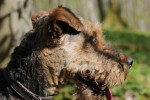 Photo Airedale Terrier