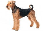 Un Airedale Terrier vu de profil avec un fond blanc