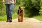 Un Airedale Terrier en train de se faire promener en laisse