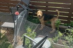 Un Airedale Terrier regardant vers la caméra 
