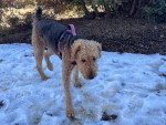 Un Airedale Terrier sur une surface enneigée et portant un harnais 