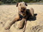 Un Airedale Terrier allongé sur une surface sableuse et qui est tenu en laisse 