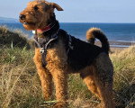 Un Airedale Terrier sur une surface herbacée et portant un harnais 
