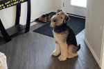Un Airedale Terrier assis sur un plancher et regardant vers la caméra 