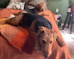 Deux Airedale Terrier allongés sur un lit et regardant tous deux vers la caméra 
