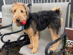 Un Airedale Terrier sur une chaise et portant un collier autour du cou 