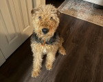 Un Airedale Terrier assis sur un plancher 