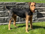 Un Airedale Terrier sur une surface gazonnée 