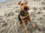 Un Airedale Terrier assis sur une surface sableuse et portant un harnais 