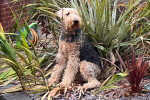 Un Airedale Terrier assis et portant un collier autour du cou