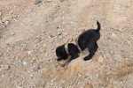 Un Airedale Terrier reniflant le sol