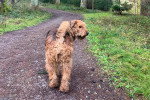 Un Airedale Terrier marchant sur un sentier