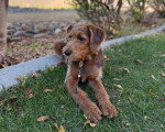 Un Airedale Terrier allongé sur un terrain herbeux