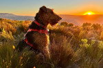 Un Airedale Terrier assis dans l'herbe et portant un harnais