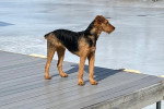 Un Airedale Terrier au bord d'un lac