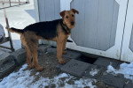 Un Airedale Terrier regardant vers la caméra