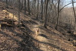 Un Airedale Terrier marchant sur un sentier