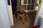 Un Airedale Terrier  assis et regardant vers la caméra