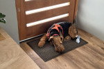 Un Airedale Terrier allongé sur un tapis