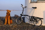 Un Airedale Terrier assis près d'un vélo