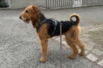 Profil d'un Airedale Terrier