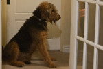 Un Airedale Terrier assis devant une porte 