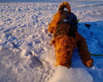 Un Airedale Terrier allongé sur une surface enneigée