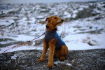 Un Airedale Terrier assis sur le tronc d'un arbre 