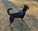 Un Airedale Terrier sur une surface herbacée