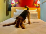 Un Airedale Terrier sur un lit