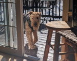 Un Airedale Terrier revenant à la maison