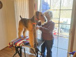 Un Airedale Terrier se faisant tailler le pelage