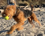 Un Airedale Terrier courant sur une surface sableuse et tenant une balle dans sa gueule 