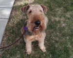 Un Airedale Terrier assis et tenu en laisse sur un terrain herbeux