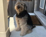 Un Airedale Terrier assis devant une porte