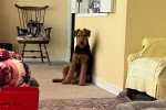 Un Airedale Terrier assis dans un appartement 