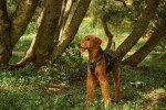 Un Airedale Terrier dans une forêt et portant un harnais