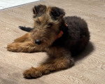 Un Airedale Terrier allongé sur un parquet
