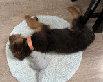 Un Airedale Terrier assis sur un tapis et portant un collier autour du cou