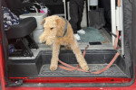 Un Airedale Terrier allongé dans un bus