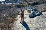 Un Airedale Terrier sur un sentier et portant un harnais