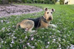 Un Airedale Terrier allongé dans l'herbe