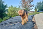 Un Airedale Terrier marchant et ayant la gueule légèrement ouverte