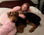 Un Airedale Terrier allongé sur un lit près d'une femme