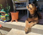Un Airedale Terrier allongé sur un tapis