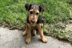 Un Airedale Terrier assis et regardant vers la caméra