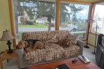 Deux Airedale Terrier allongés sur un canapé
