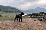 Un Airedale Terrier sur un terrain pierreux et portant un harnais