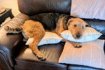 Un Airedale Terrier allongé sur un canapé